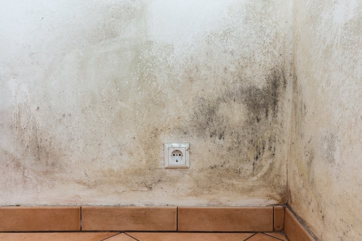 Detecting the Difference Between Rising Damp Vs. Condensation